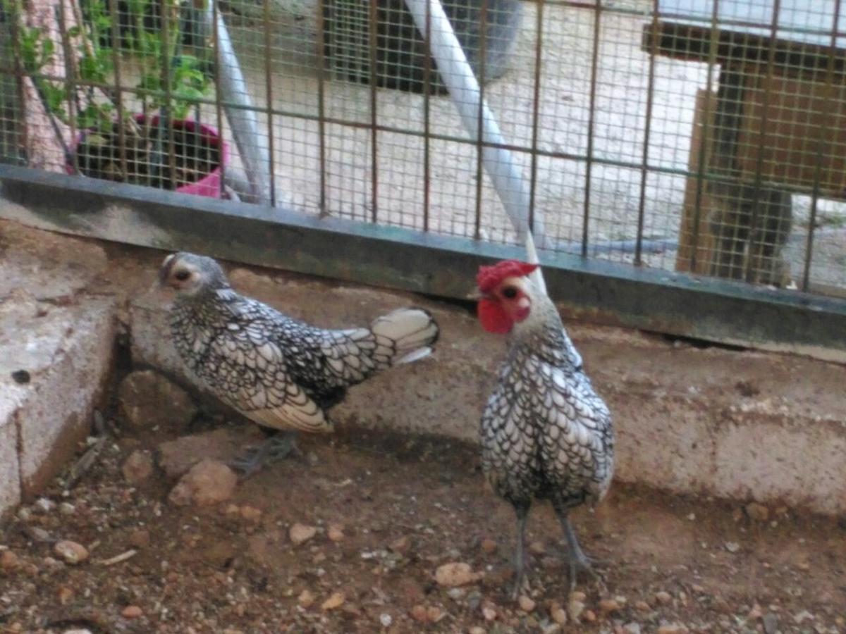 Alojamientos Rurales La Loma Pozo Alcón Zewnętrze zdjęcie